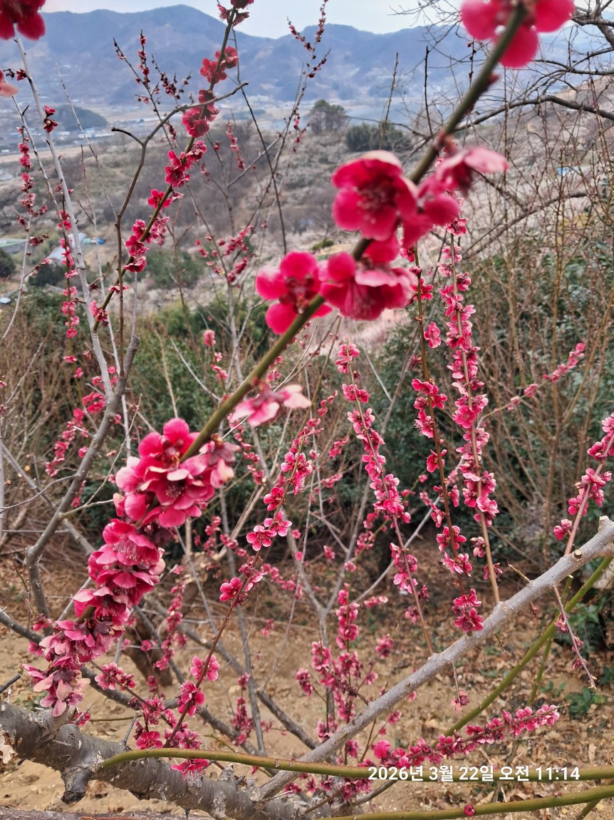 광양 매화 옆 구례 산수유~~