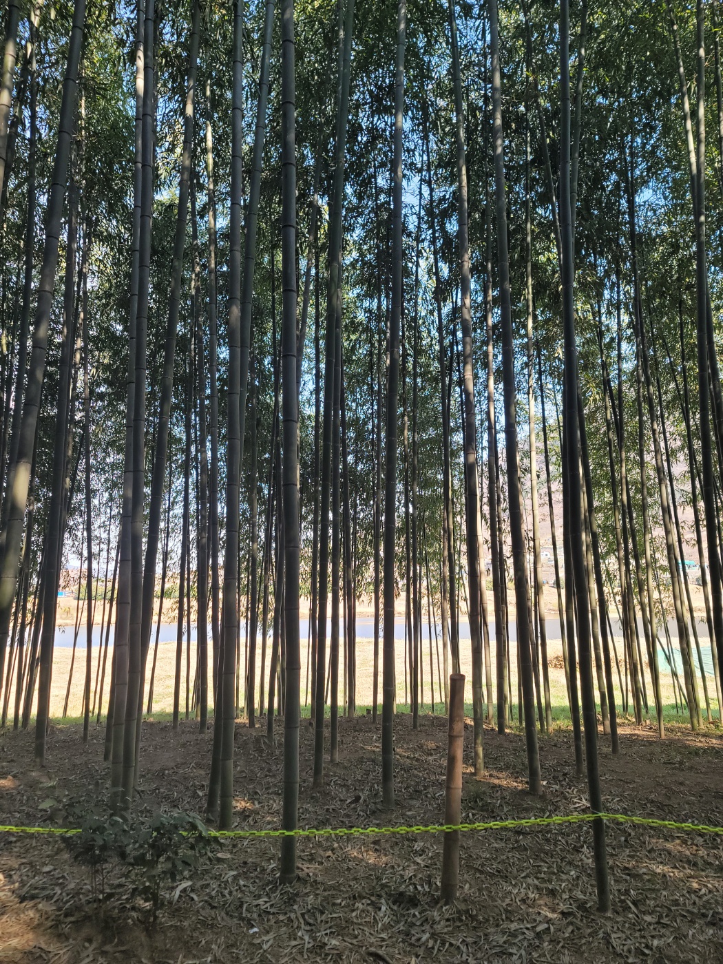 구례산수유 화엄사홍매화