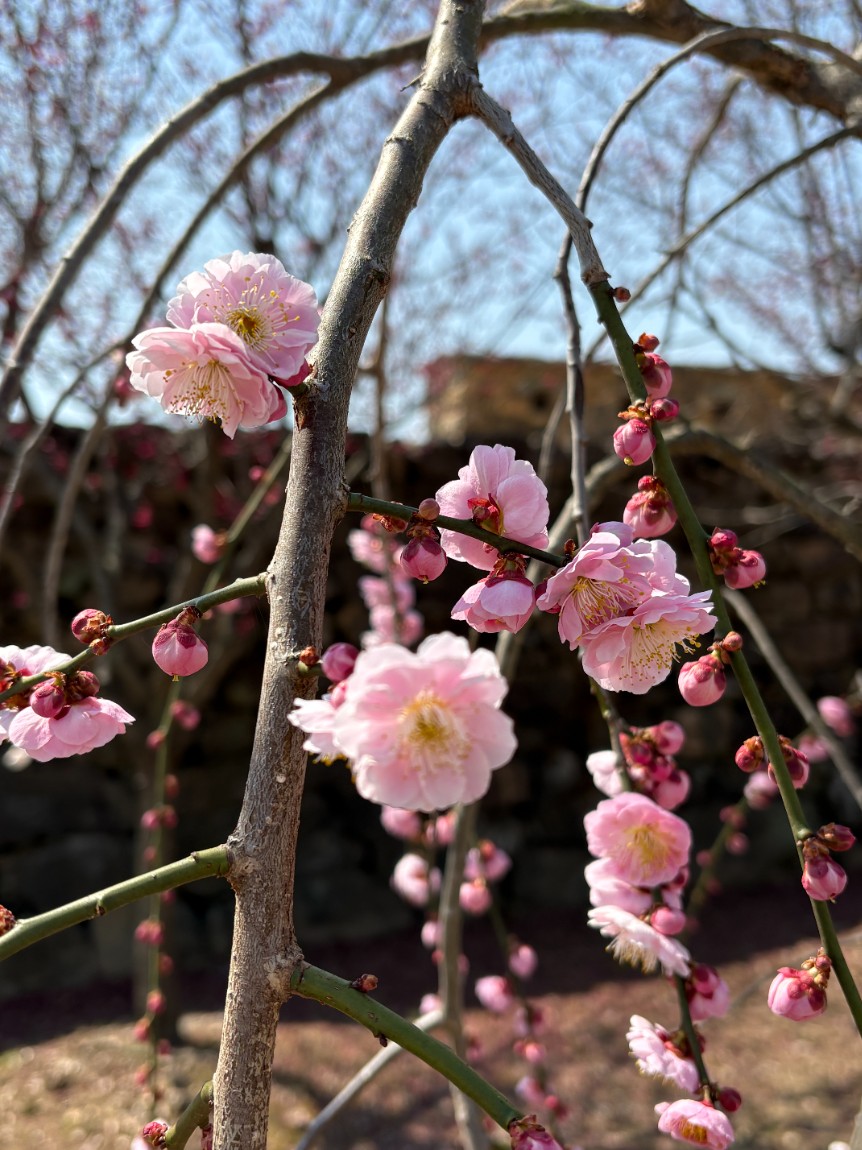 매화꽃이 아름다운 순천 선암사, 낙안읍성, 벌교꼬막거리 여행