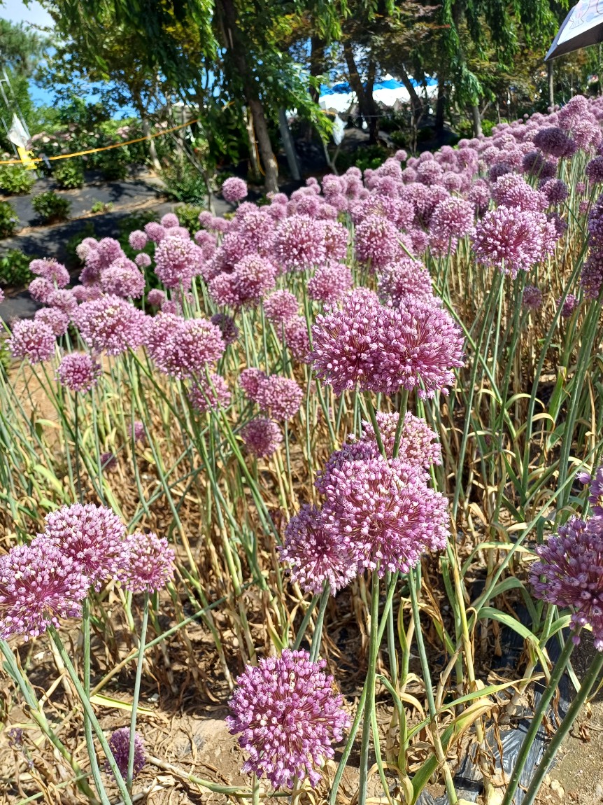 공주 수국축제