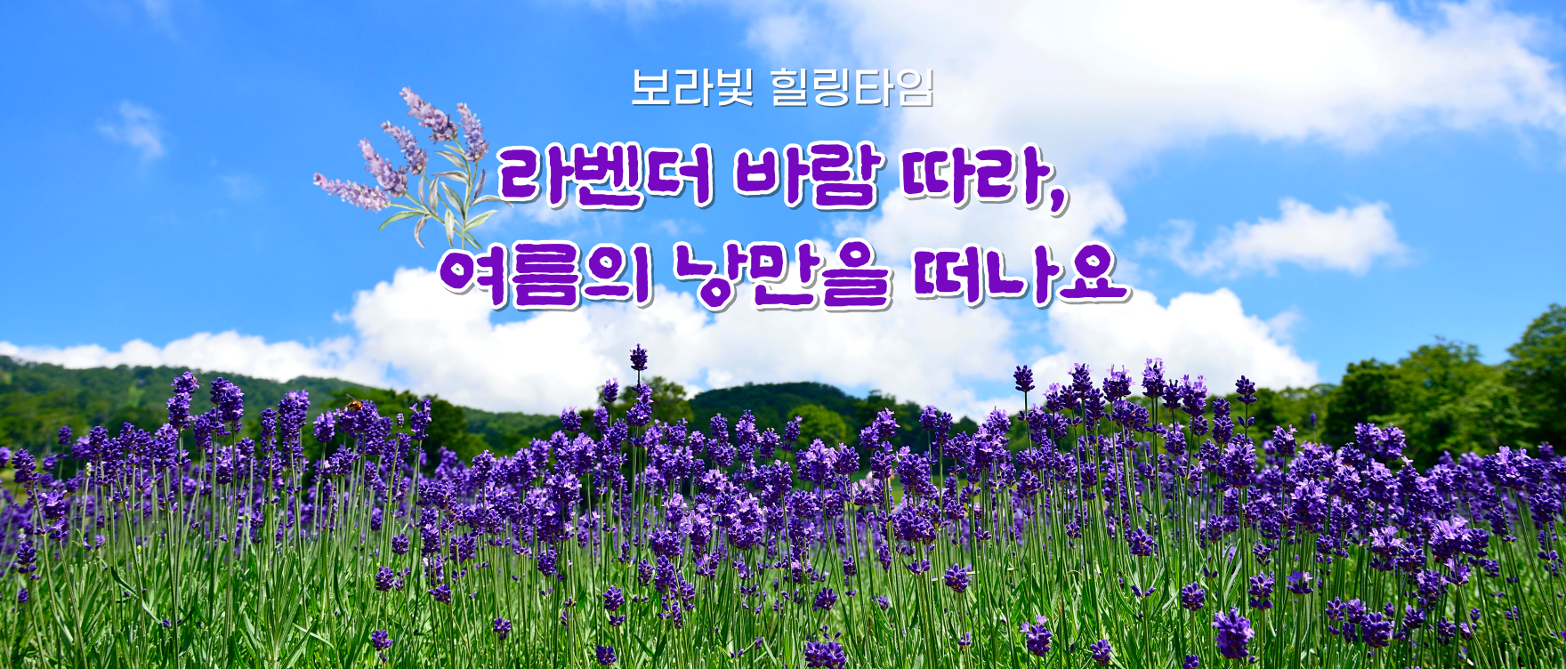 라벤더여행