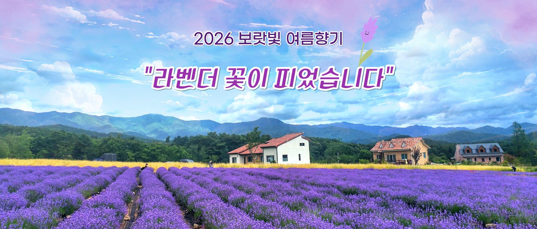 라벤더