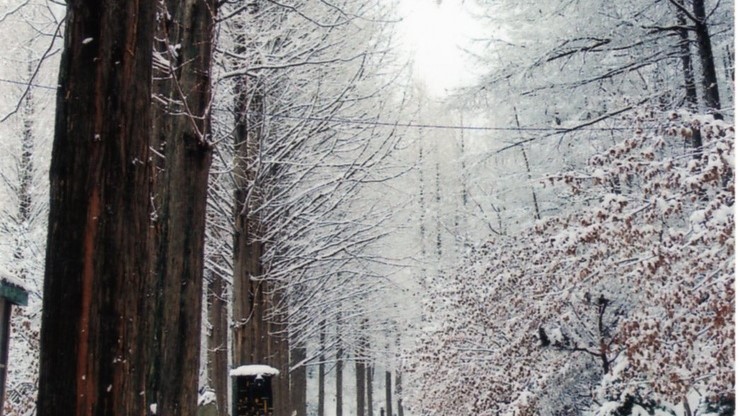 [지원특가] 대전에서 휴(休)! 장태산휴양림 스카이웨이, 성심당, 우암사적공원, 대청호 부소담악 당일여행