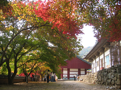 [지원특가] 천년의 숨결! 세계유산 도시 공주 당일여행 (마곡사, 공산성, 무령왕릉과 왕릉원, 풀꽃문학관)