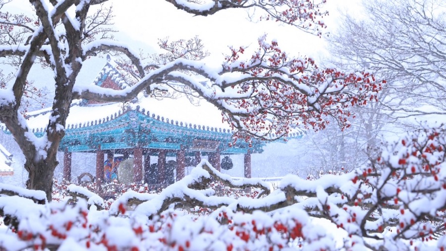 자연이 빚은 보물 부안 변산반도 당일여행(내소사, 적벽강 노을길, 줄포만 갈대밭, 슬지제빵소 & 곰소항)