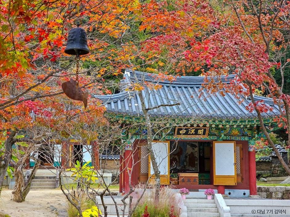 [지원특가] 가을로 물든 김천!  직지사 , 연화지 , 방초정, 부항댐출렁다리 당일여행 (강변공원 핑크뮬리)