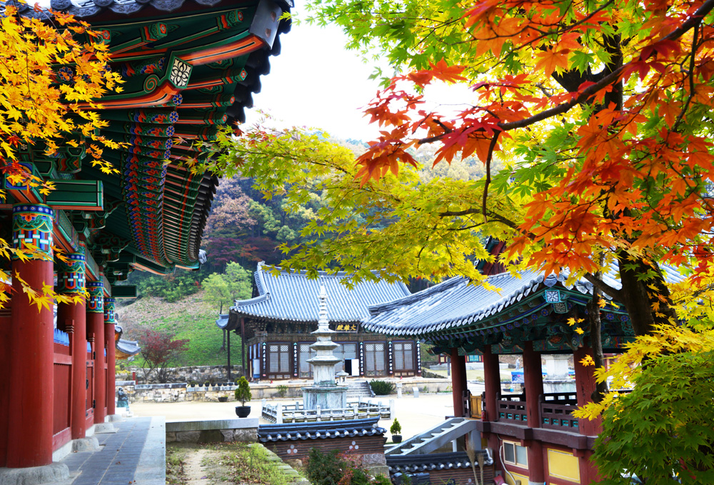 [지원특가] 가을로 물든 김천!  직지사 , 연화지 , 방초정, 부항댐출렁다리 당일여행 (강변공원 핑크뮬리)