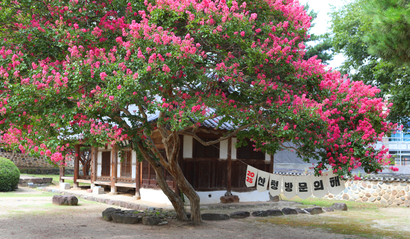 [지원특가] 시원한 계곡과 백일홍! 산청 지리산 대원사 계곡, 덕천서원 백일홍, 동의보감촌 출렁다리 당일여행