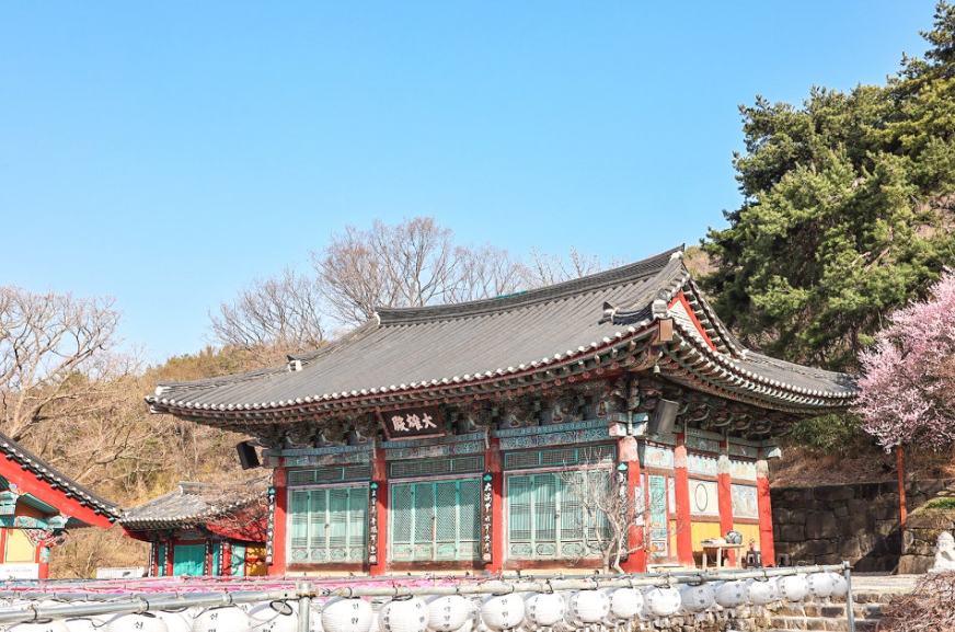 [지원특가] 꽃바람 가득한 공주 봄꽃 당일여행(갑사 황매화, 동학사 벚꽃, 공산성, 마곡사)